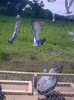 Image0435