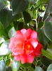 Camellia japonica