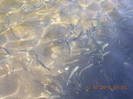 DSCN3976