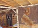 DSCN4009