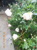 DSCN2135