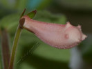 Sinningia California Gold