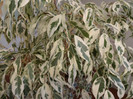 Ficus benjamina