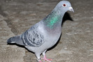 CSC_0058
