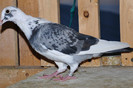 CSC_0059