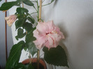 hibiscus "ODENSE ROSE VIF"-hodnik