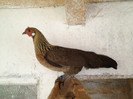 puica 2012