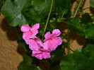 DSCN8882