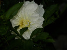 DSCN8891