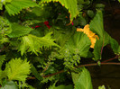 DSCN8892