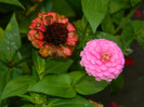 DSCN8898
