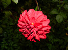 DSCN8905