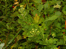 DSCN8908