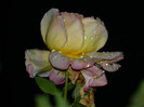 DSCN8916