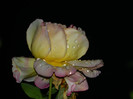 DSCN8917
