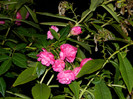 DSCN8924
