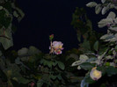 DSCN8935