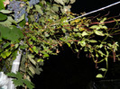 DSCN8951