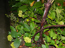 DSCN8954