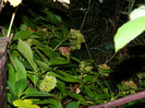 DSCN8955