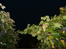 DSCN8961