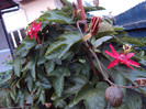 DSC01129