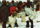 BRASOV COSTI EU