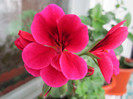 Muscata
