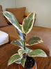 Ficus elastica-Tineke