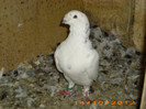 poze octombrie 2012 028 mas
