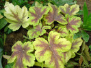 Heucherella "Gold Zebra"