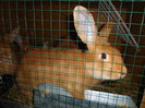 Mascul tineret