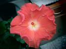 hibiscus