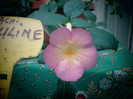 achi sauline