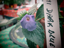 achi dark blue