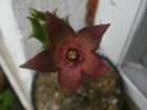 tromotriche revoluta v. tigridia