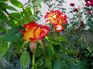 P1010886