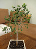 Ficus benjamina-Barok green