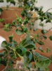 Ficus benjamina-Barok green