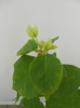 WHITE CASCADE
