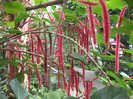 acalypha??
