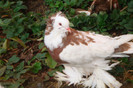 DSC00284