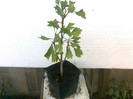 ginkgo biloba s. 5ani