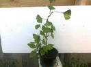 ginkgo biloba j. 8ani