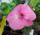 Apple Blossom