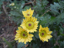 Chrysanth Picomini Yellow (2012, Oct.13)