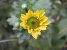 Chrysanth Picomini Yellow (2012, Oct.13)