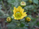 Chrysanth Picomini Yellow (2012, Oct.13)