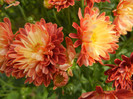 Orange Chrysanthemum (2012, Oct.11)