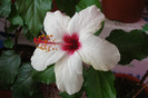 hibiscus Apple Blossom